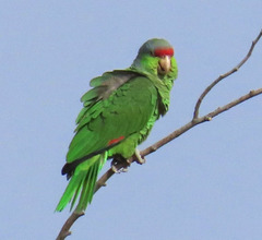 Amazona finschi × viridigenalis