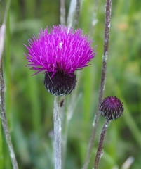 Cirsium pannonicum
