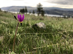Primula poetica