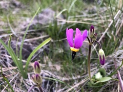 Primula poetica