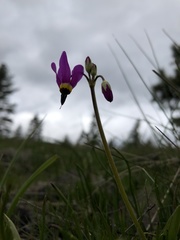Primula poetica