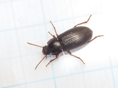 Nalassus planipennis