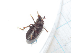 Nalassus planipennis