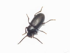 Nalassus planipennis