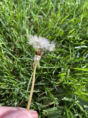 Taraxacum erythrospermum