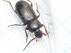 Nalassus planipennis