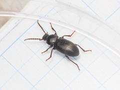 Nalassus planipennis