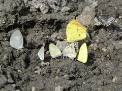 Abaeis salome jamapa