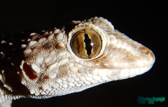 Tenuidactylus caspius