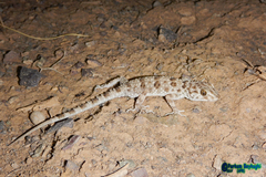 Tenuidactylus caspius