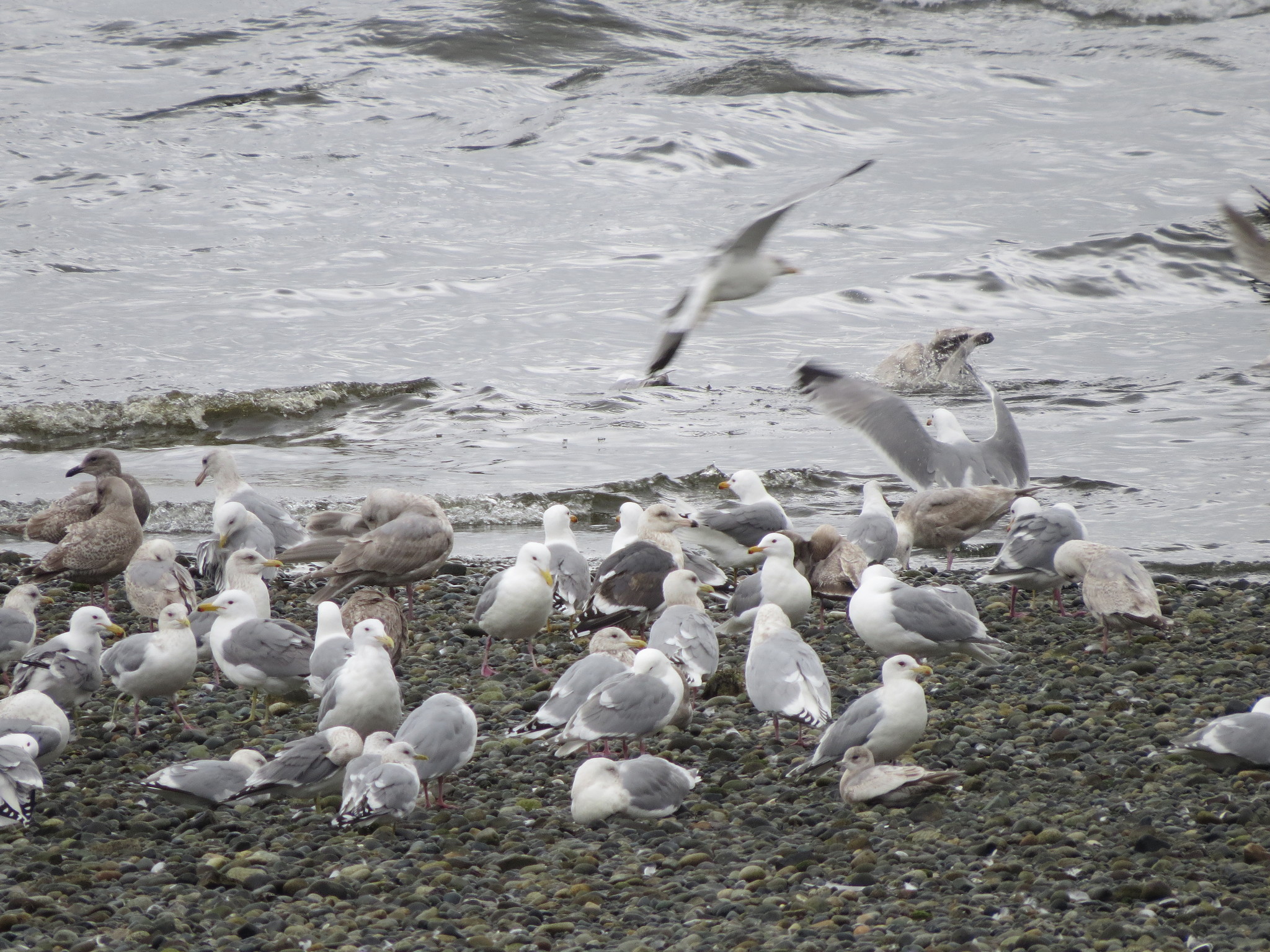 Slaty-backed Gull