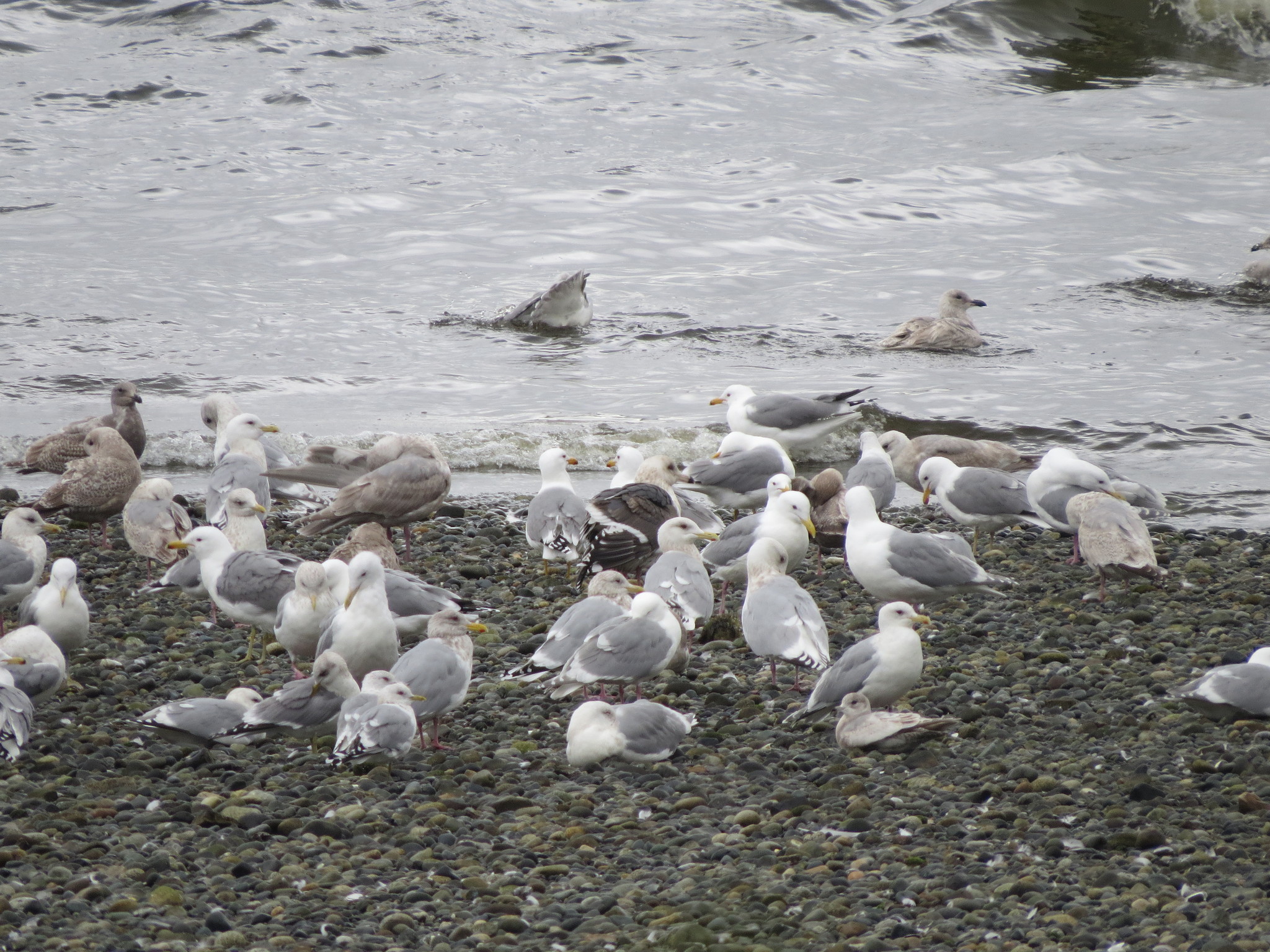 Slaty-backed Gull