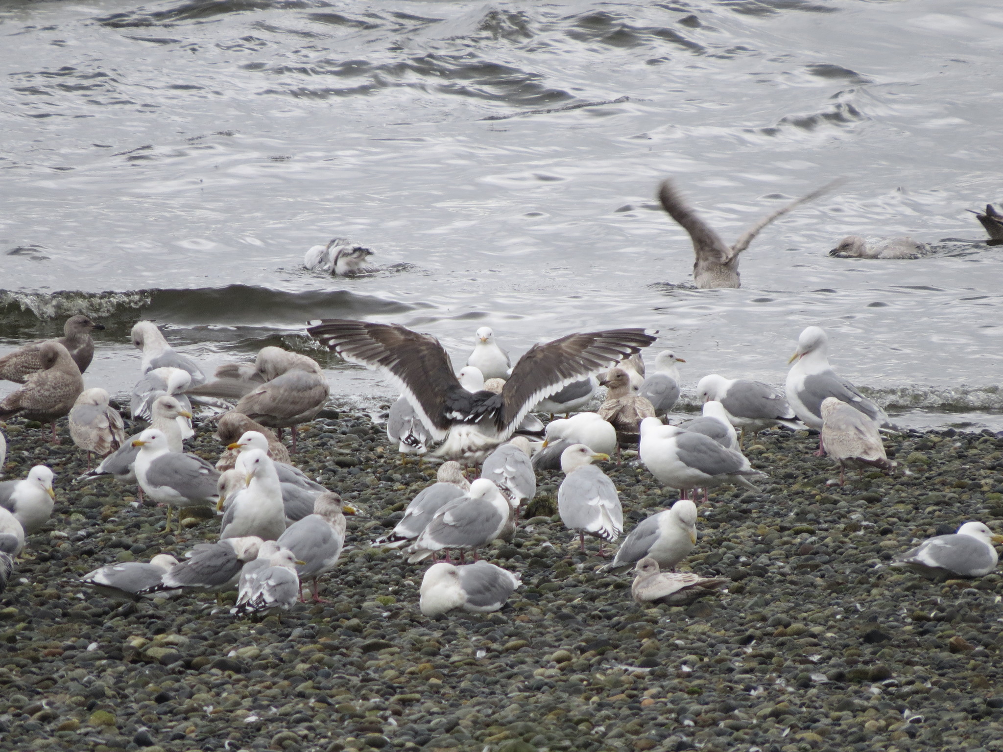 Slaty-backed Gull