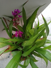 Spathoglottis unguiculata