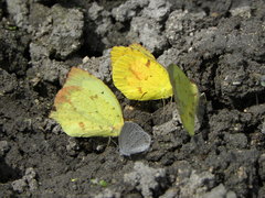 Abaeis salome jamapa