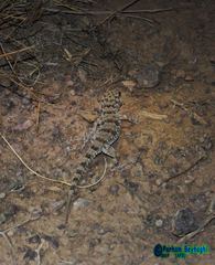 Tenuidactylus caspius