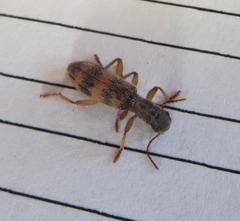 Cymatodera undulata