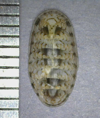 Stenoplax petaloides