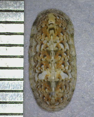 Stenoplax petaloides