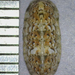 Stenoplax petaloides - Photo (c) Phil Liff-Grieff,  זכויות יוצרים חלקיות (CC BY-NC-SA), הועלה על ידי Phil Liff-Grieff