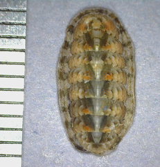Stenoplax petaloides