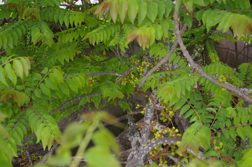 Image of Phyllanthus acidus by no rights reserved