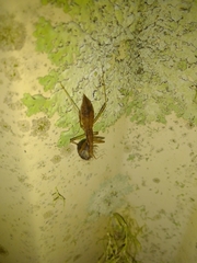 Sastrapada australica