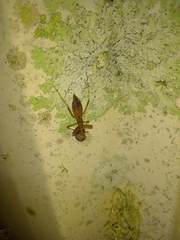 Sastrapada australica