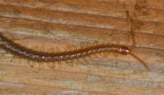 Geophilus carpophagus