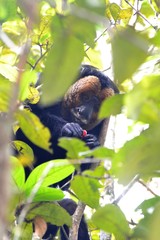 Pithecia chrysocephala