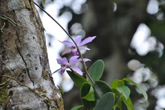 Cattleya violacea