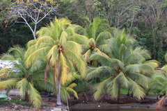 Cocos nucifera