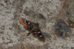 Desmia octomaculalis