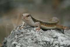 Gerrhosaurus nigrolineatus