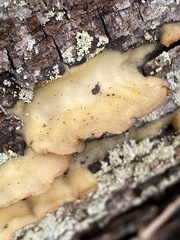 Merulius tremellosus