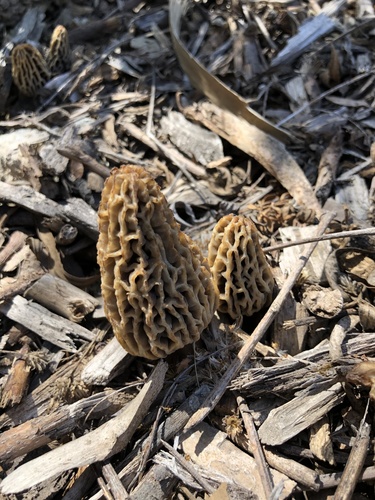 Woodchip Morel