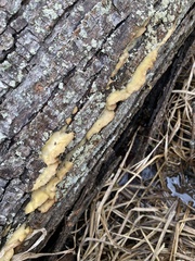 Merulius tremellosus