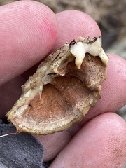 Merulius tremellosus