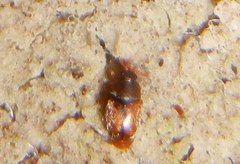 Epuraea melanocephala