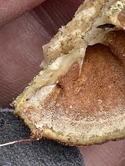 Merulius tremellosus