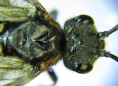 Dolerus haematodes