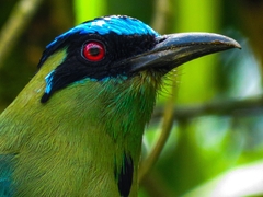 Momotus aequatorialis