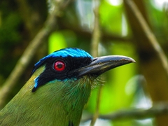 Momotus aequatorialis