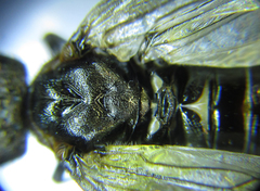 Dolerus haematodes