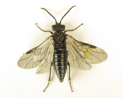 Dolerus haematodes