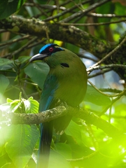 Momotus aequatorialis