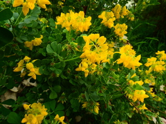 Coronilla valentina glauca