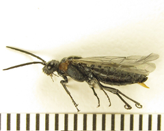 Dolerus haematodes