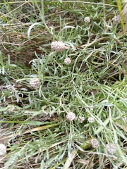 Calocephalus lacteus