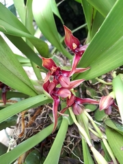 Maxillaria cucullata
